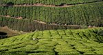 plantation de thé-Inde